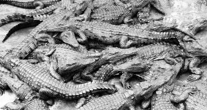 une-crocodiles-ramree