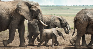 une-elephants-ivoire