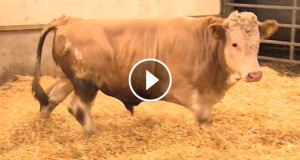 une-taureau-content-750x394