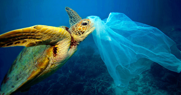 une-tortue-plastique