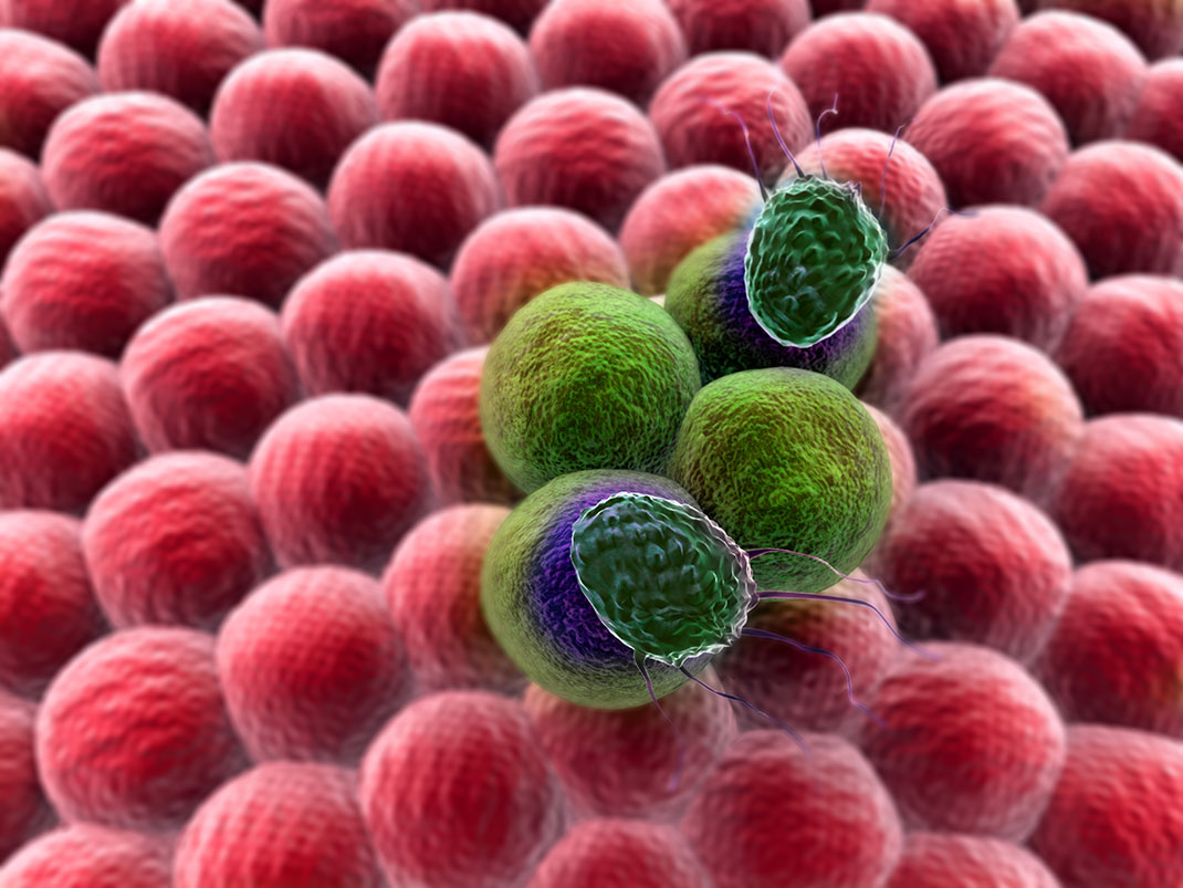 visu-cellules-cancer