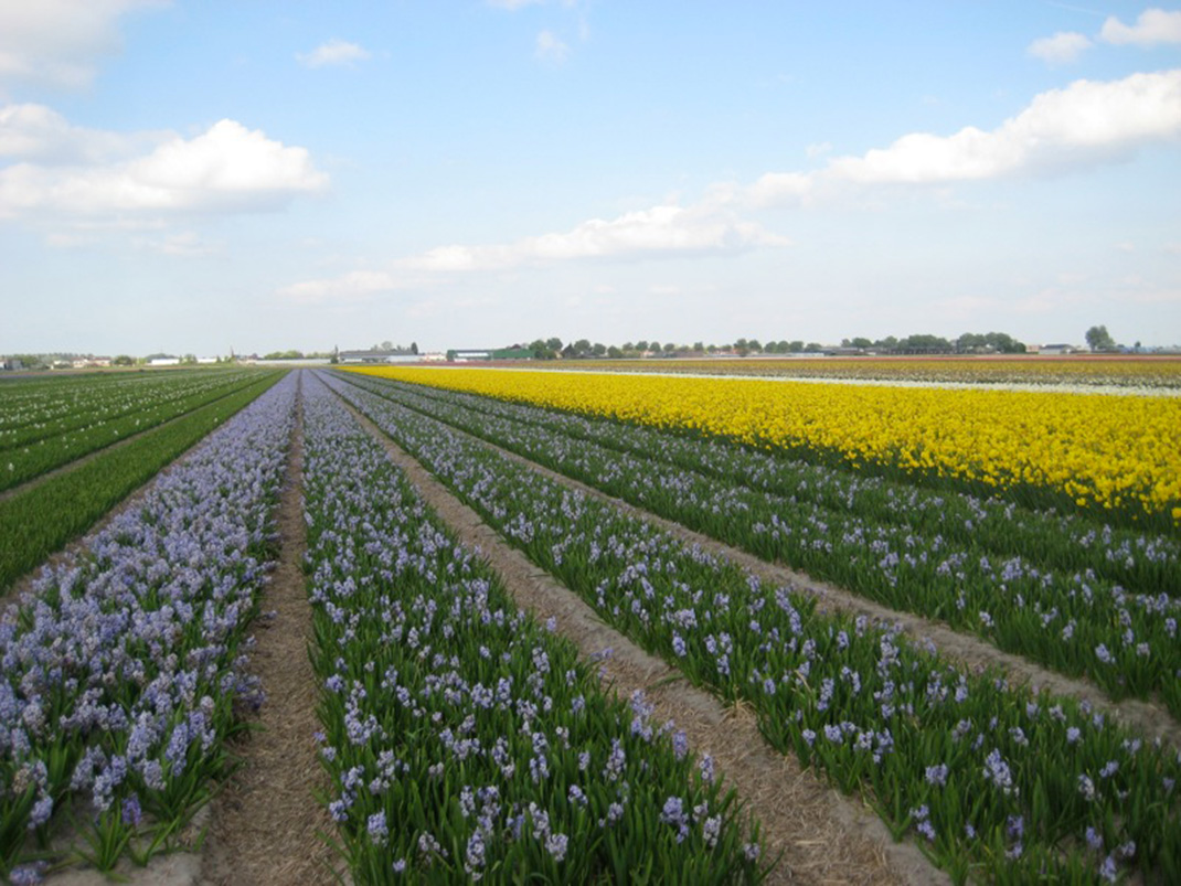 Tulipes-hollande-10