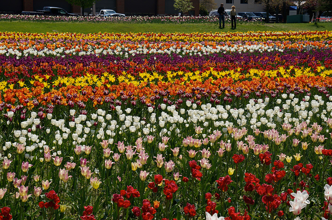 Tulipes-hollande-7