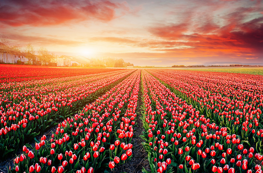 Tulipes-hollande-shutterstock-16