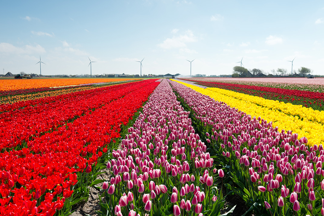 Tulipes-hollande-shutterstock-5