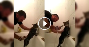 Une_chat-douche-750x394