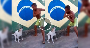 Une_chien-samba-750x394