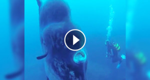 Une_poisson-géant-3-750x394