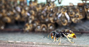 frelons-asiatiques-decapitation-abeilles-une