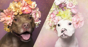 sophie-pitbull-couronne-fleurs-une