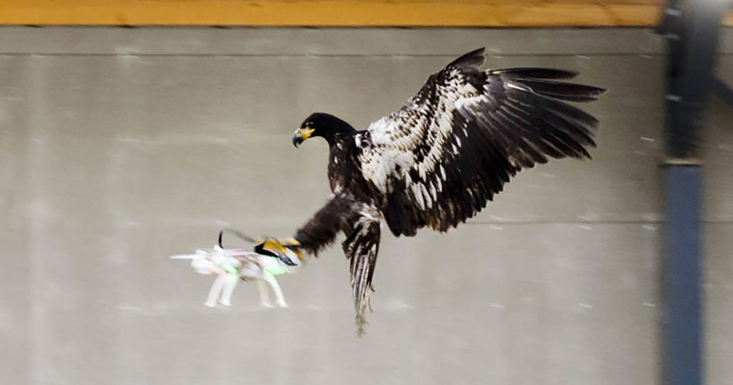 une-aigle-drone