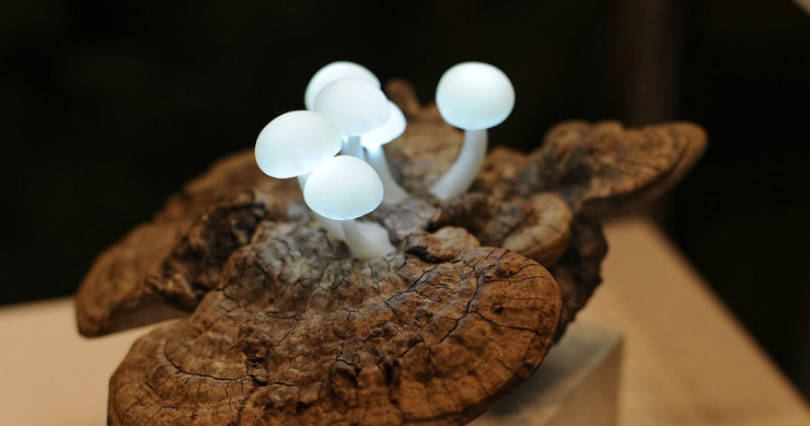 une-champignons-brillants