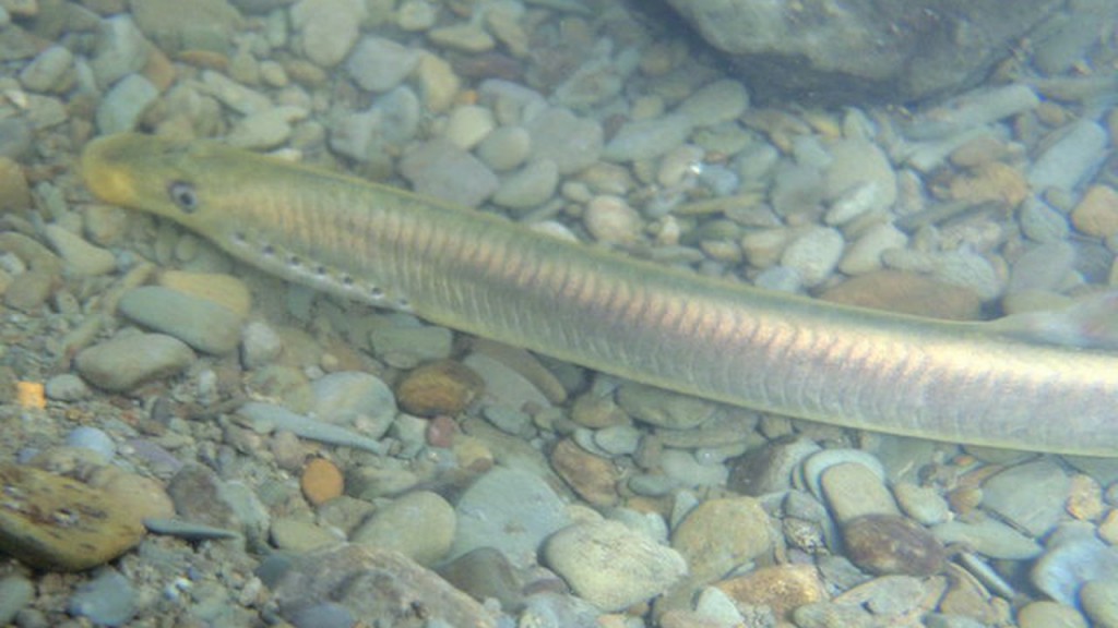 Lamproie dans l'eau