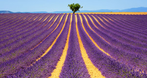 UNE-VALENSOLE-1