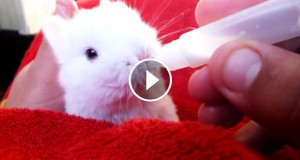 Une-lapereau-biberon-4-740x389