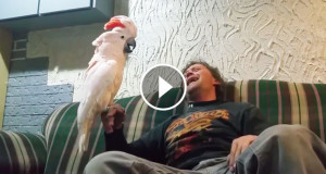 Une_cacatoès-rire-2-750x394