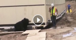 Une_ours-blague-1-740x389