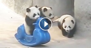 Une_panda-cheval-a-bascule-2-740x389