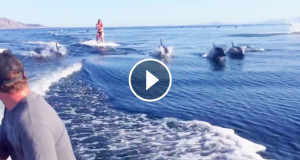 Une_ski-nautique-dauphins-2-750x394