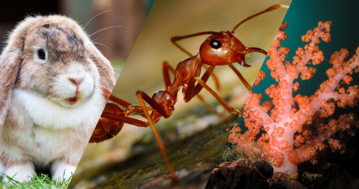 animaux-fecondite-differences-une