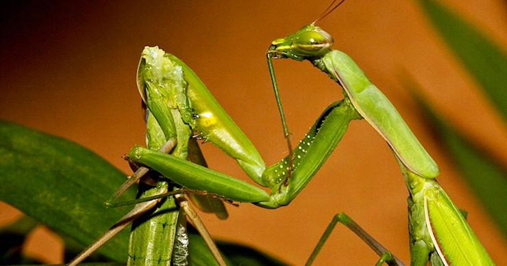 animaux-sexe-violent-une