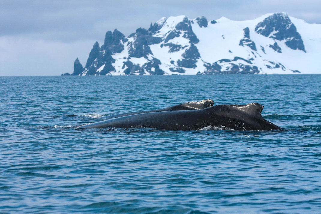 cachalot-antartique