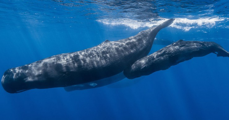 cachalot-langage-dialecte-une