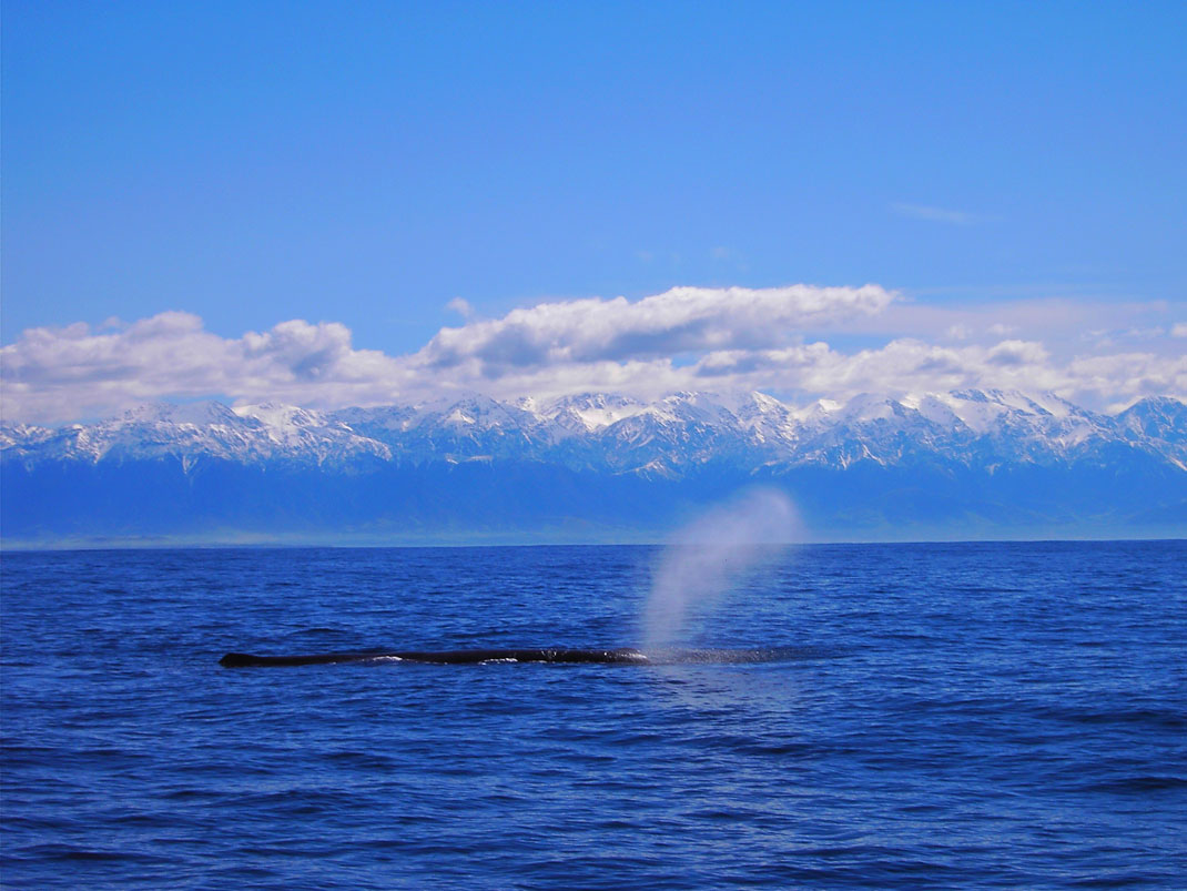 cachalot-new-zealand