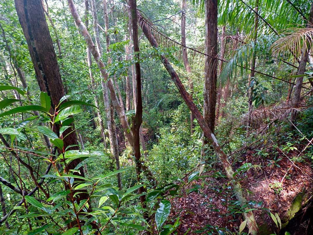 foret-malaisie