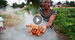 huile-palme-chiffres-monde-une