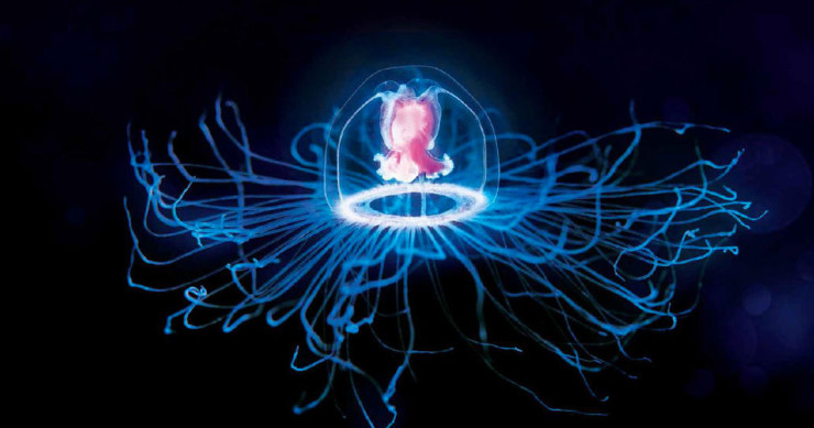 immortalite-especes-homme-une