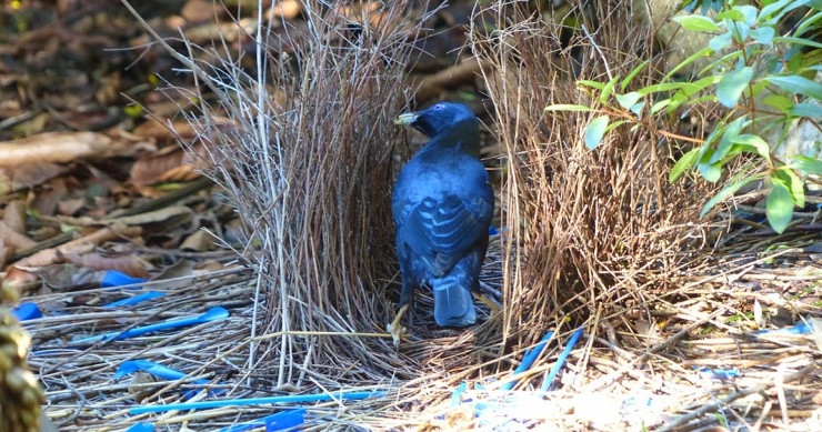 oiseau-jardinier-seduction-une