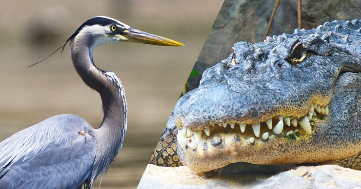 oiseaux-echassiers-alligators-une