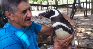 pingouin-sauveur-amitie-une