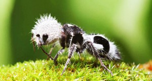 une-fourmis-panda-ark