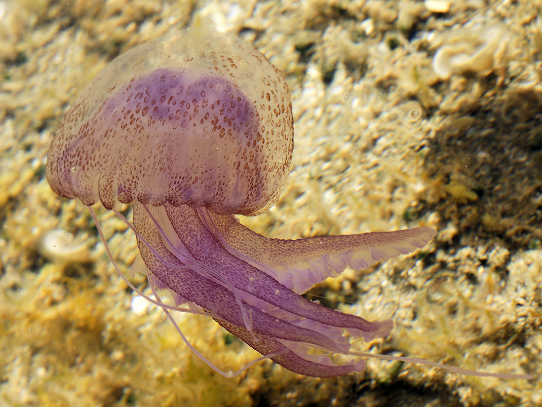 13-meduse-mauve
