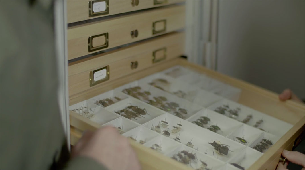 LevonBiss-Insectes-10