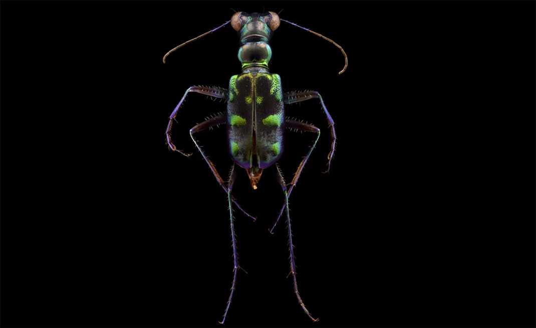 LevonBiss-Insectes-11