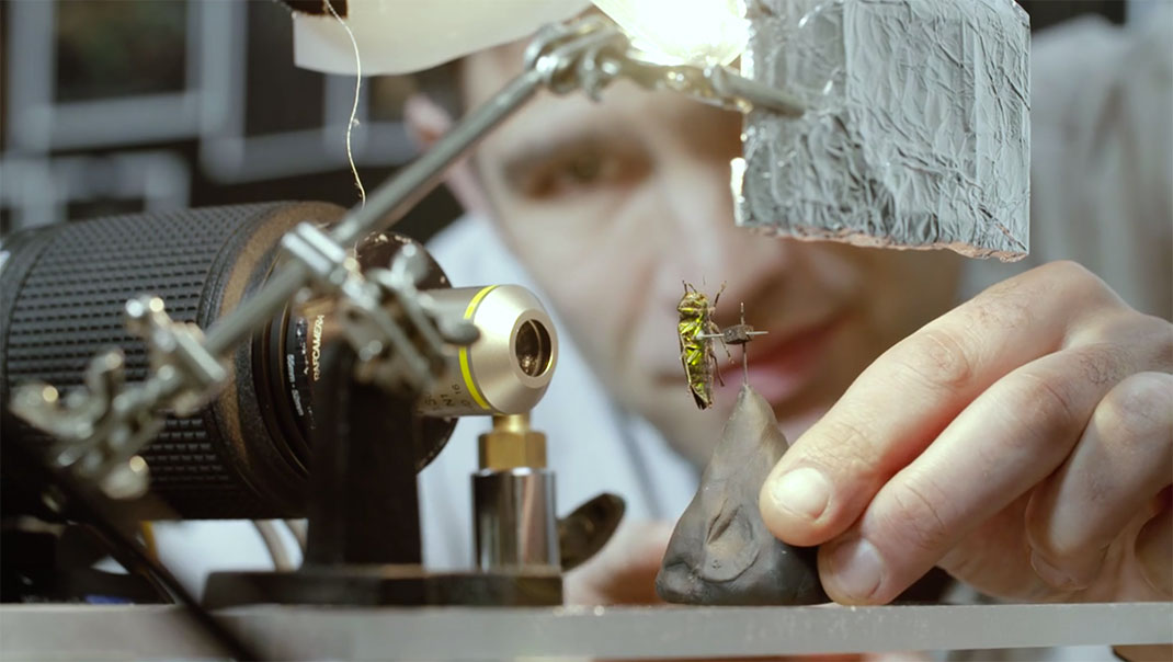 LevonBiss-Insectes-12