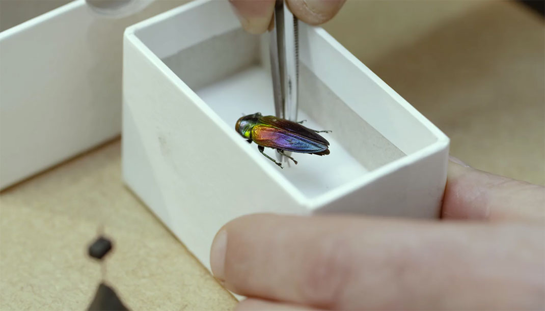 LevonBiss-Insectes-13