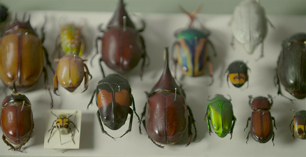 LevonBiss-Insectes-14