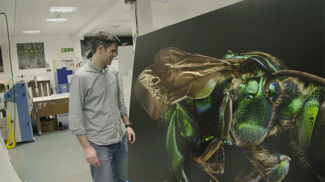 LevonBiss-Insectes-15