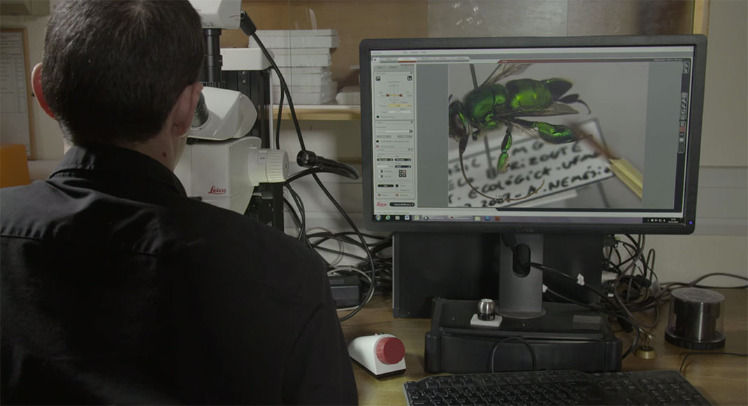 LevonBiss-Insectes-16