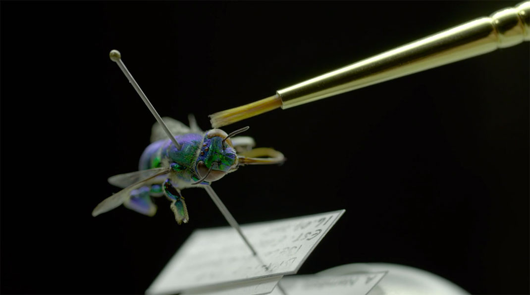 LevonBiss-Insectes-17