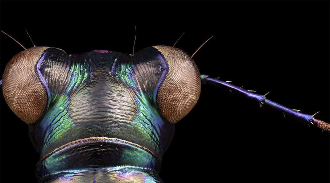 LevonBiss-Insectes-18