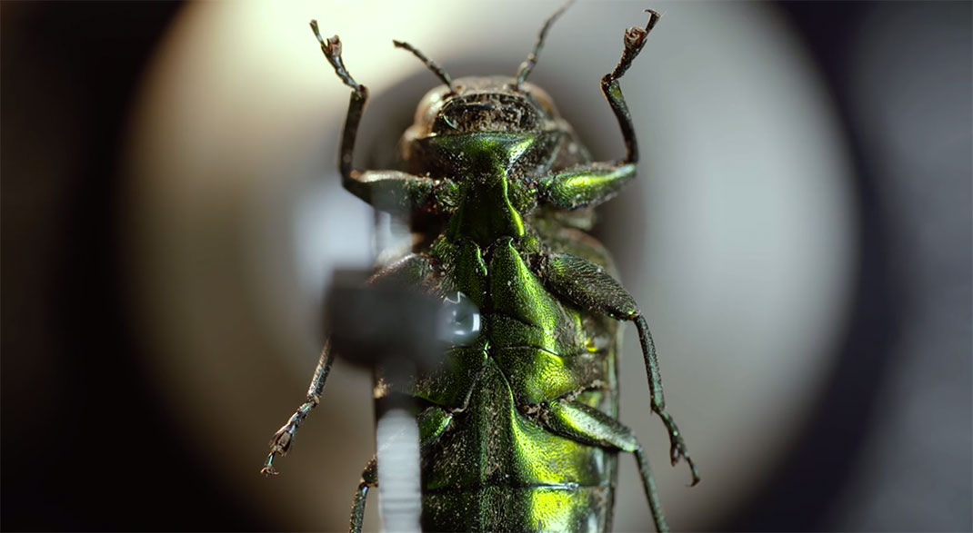 LevonBiss-Insectes-19