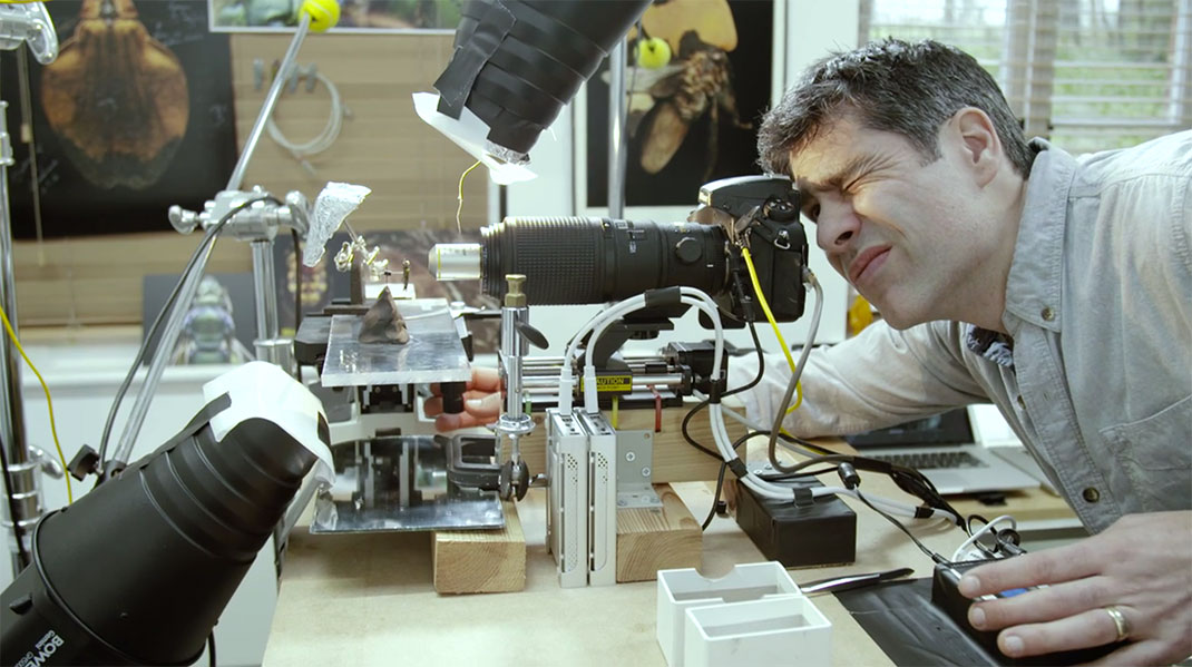 LevonBiss-Insectes-20