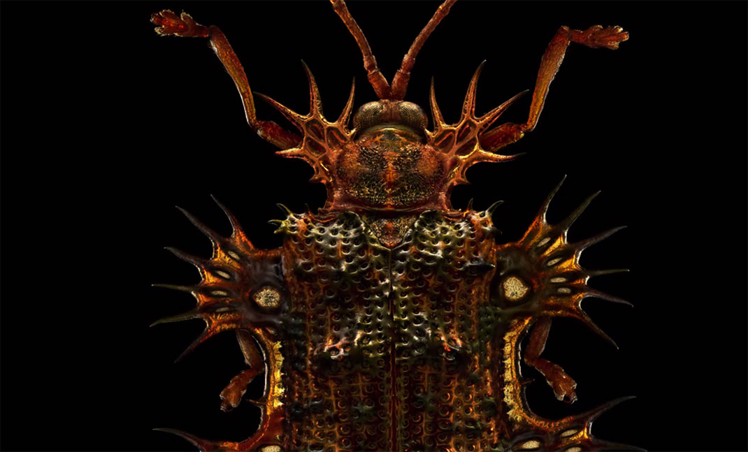 LevonBiss-Insectes-21