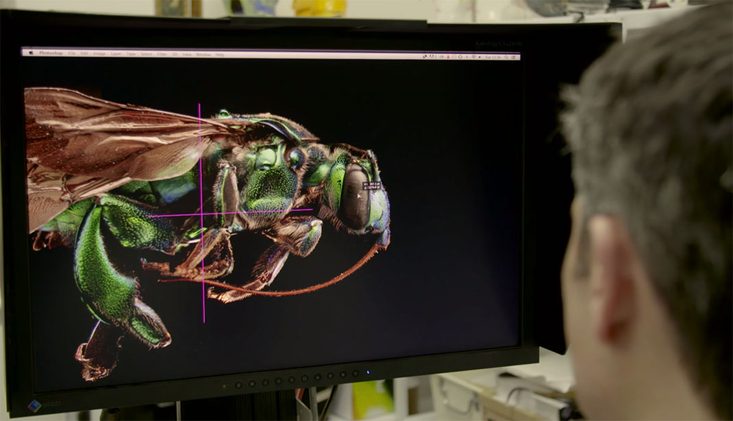 LevonBiss-Insectes-22