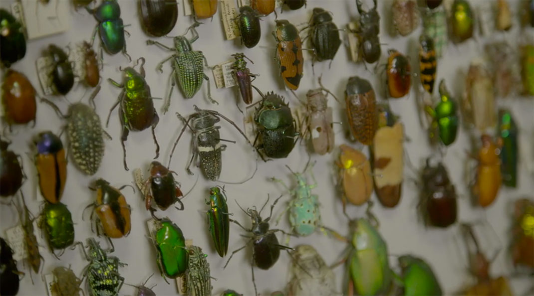 LevonBiss-Insectes-23